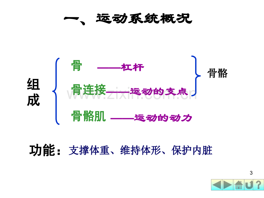 幼儿教育运动系统PPT.ppt_第3页