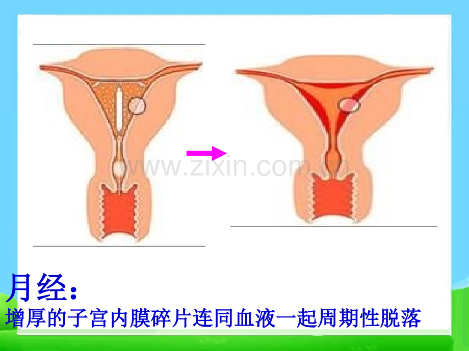 初中女生青春期教育ppt.ppt_第3页