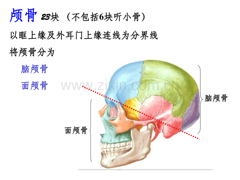 《人体解剖学》颅骨.ppt_第2页