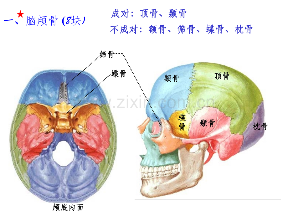 《人体解剖学》颅骨.ppt_第3页