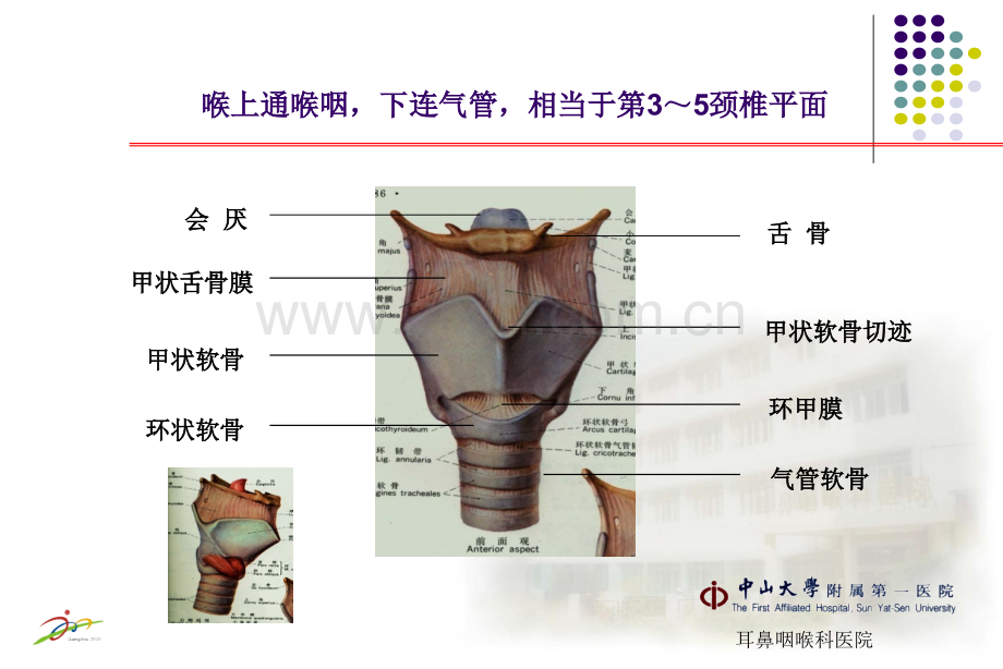 喉的解剖及生理功能.ppt_第2页