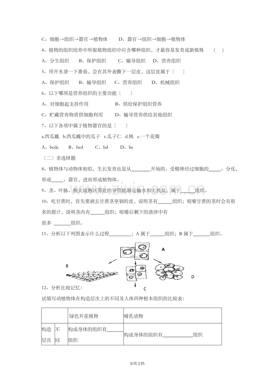 七年级生物上册-2.2.3《植物体的结构层次》导学案2-新人教版.doc_第3页