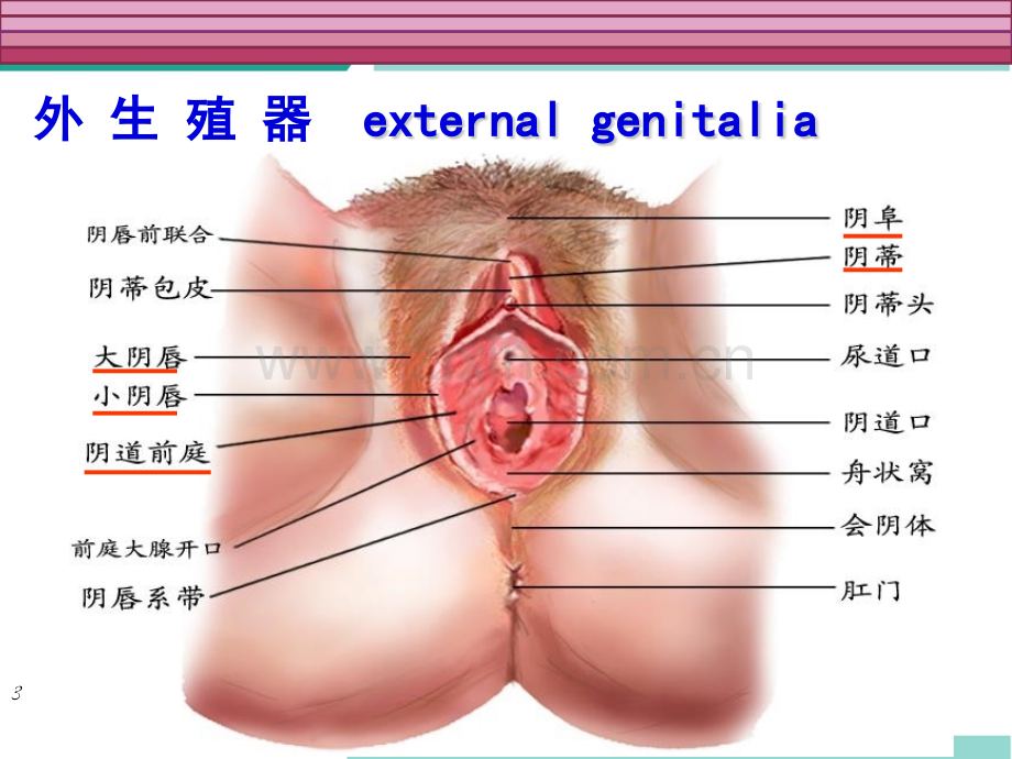 妇科常见症状与体征.ppt_第3页