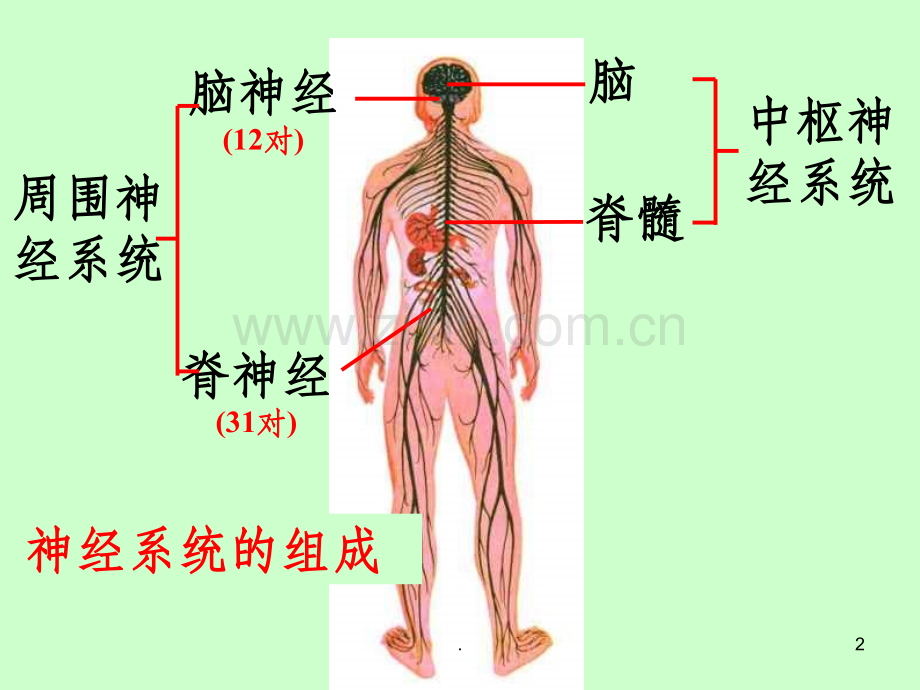 五年级科学《脑与神经》.ppt_第2页