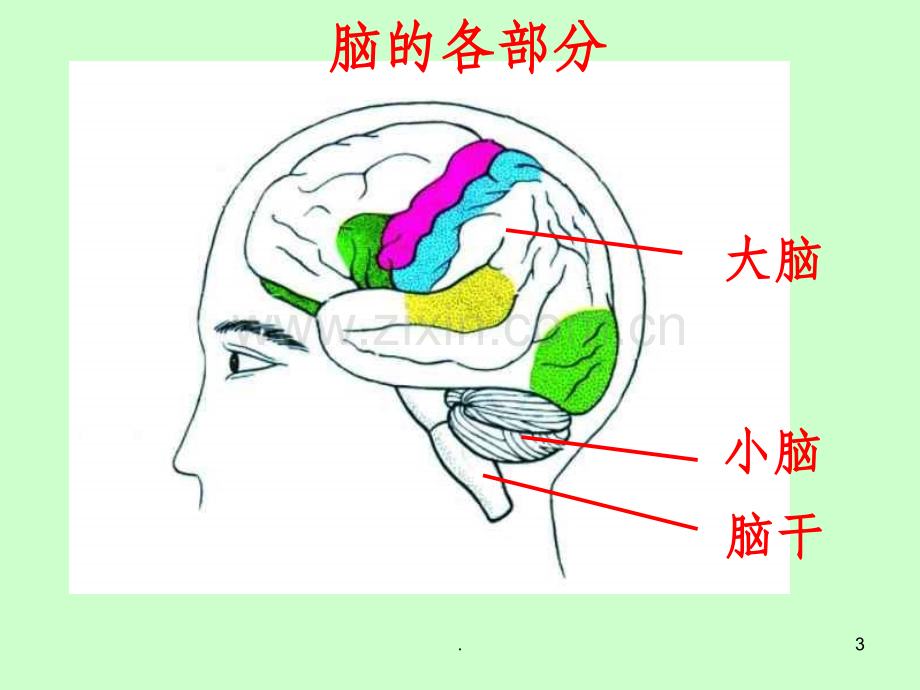 五年级科学《脑与神经》.ppt_第3页