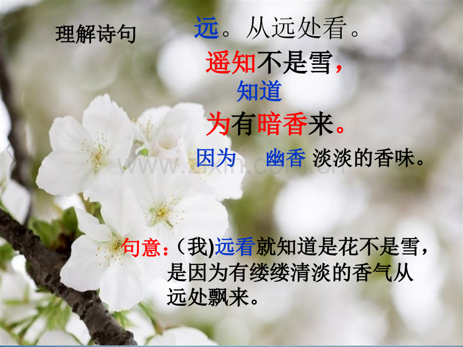 《梅花》PPT【优秀课件PPT】.pptx_第3页