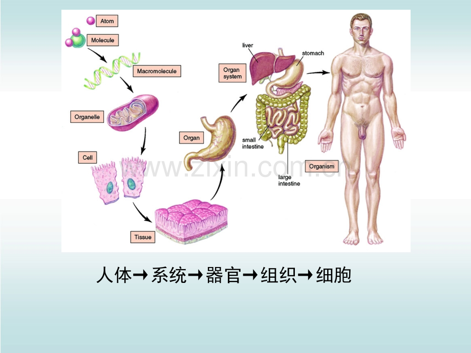 人体基本结构与功能上皮组织.ppt_第2页