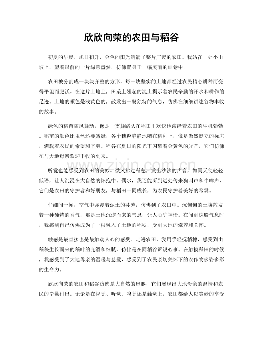 欣欣向荣的农田与稻谷.docx_第1页