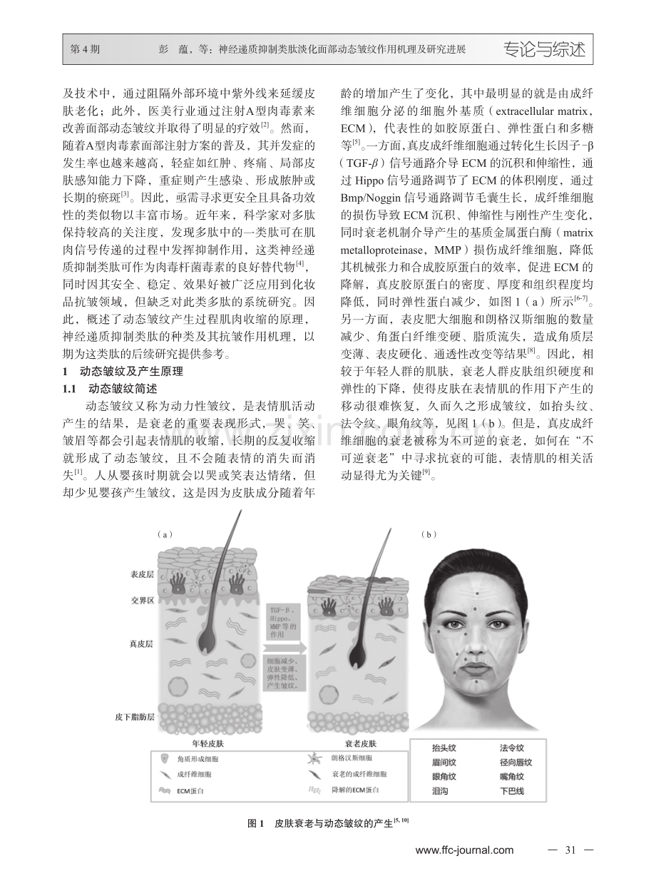 神经递质抑制类肽淡化面部动态皱纹作用机理及研究进展.pdf_第2页