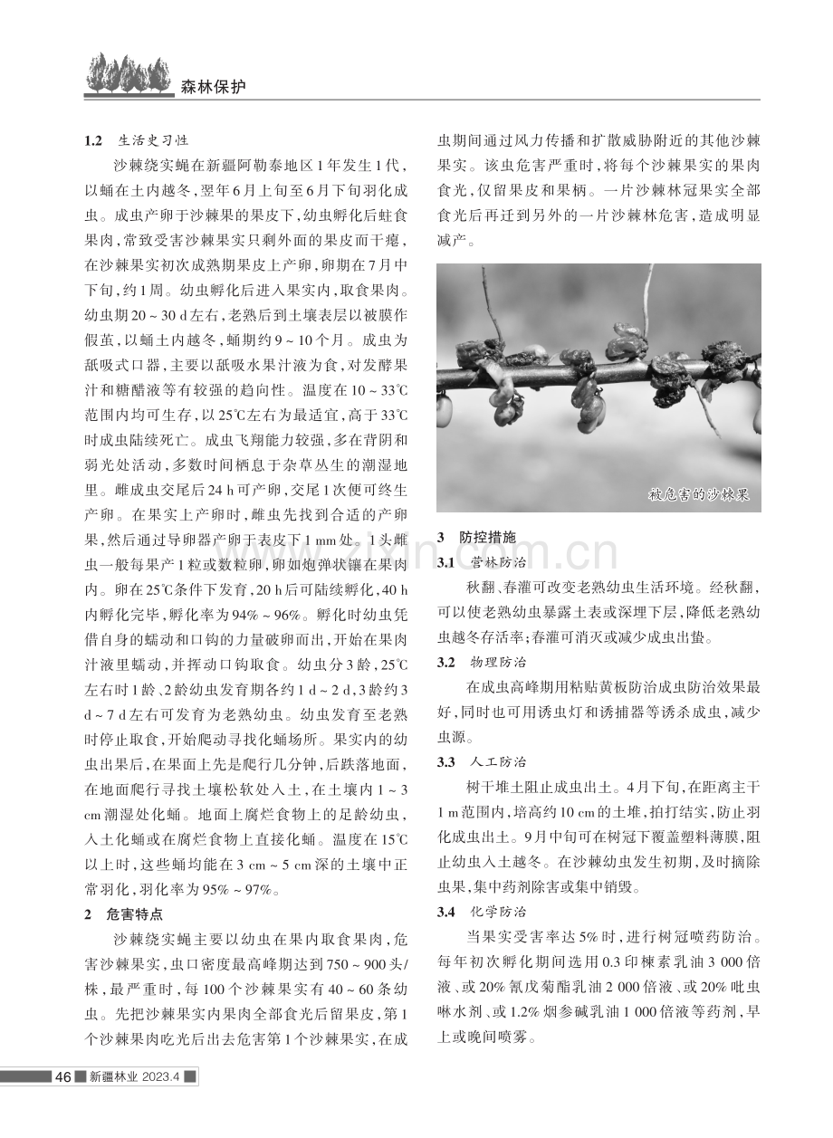 沙棘绕实蝇在阿勒泰地区的危害及防控措施.pdf_第2页