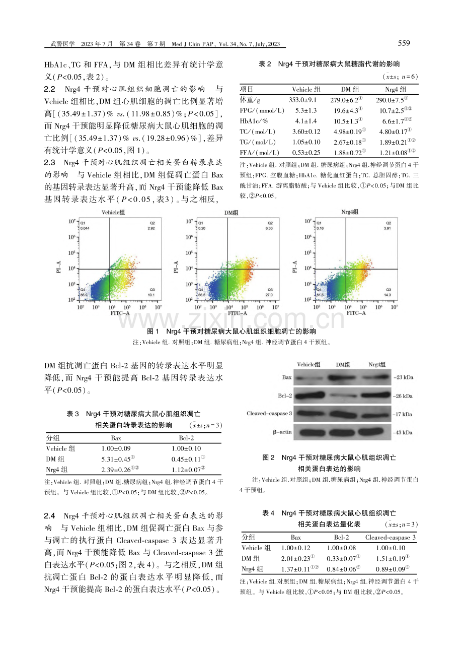 神经调节蛋白4对2型糖尿病大鼠心肌细胞凋亡的影响.pdf_第3页