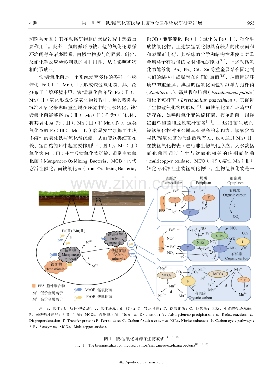 铁_锰氧化菌诱导土壤重金属生物成矿研究进展.pdf_第3页