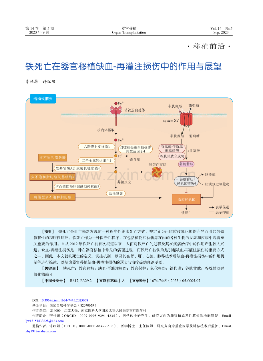 铁死亡在器官移植缺血-再灌注损伤中的作用与展望.pdf_第1页