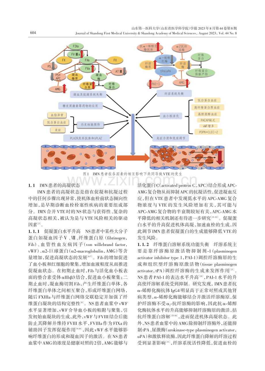 特发性膜性肾病合并静脉血栓栓塞的机制研究进展.pdf_第2页