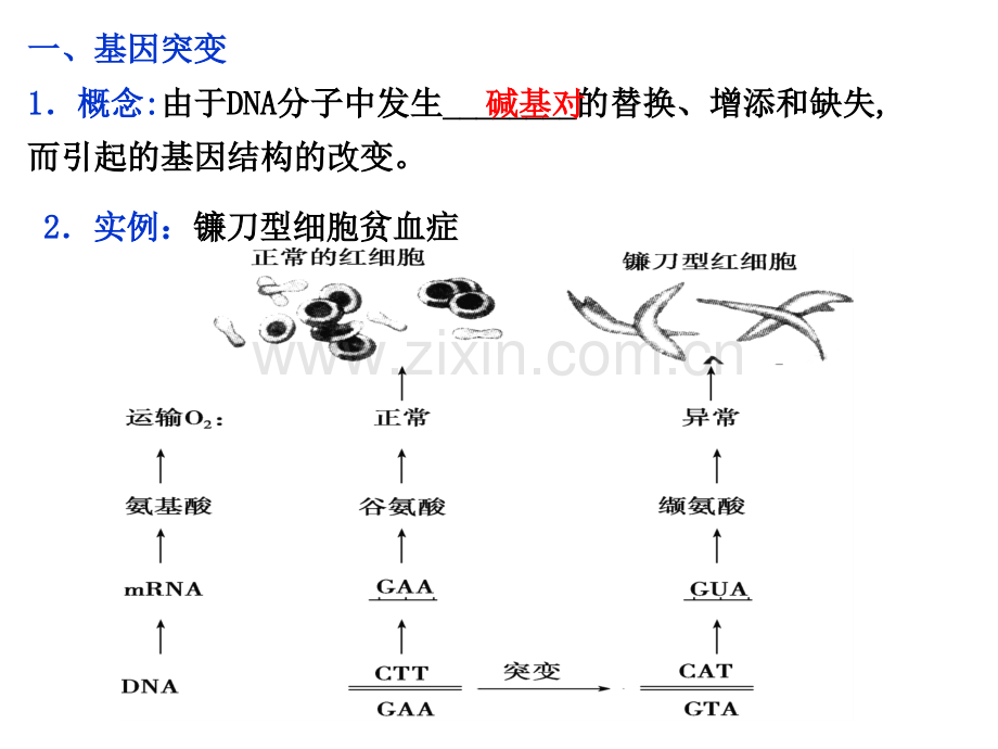 必修讲生物的变异PPT课件.ppt_第3页