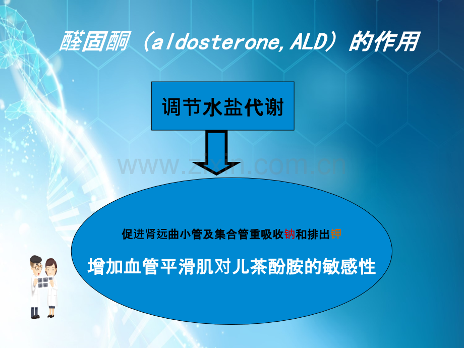 原发性增多症醛固酮.ppt_第3页