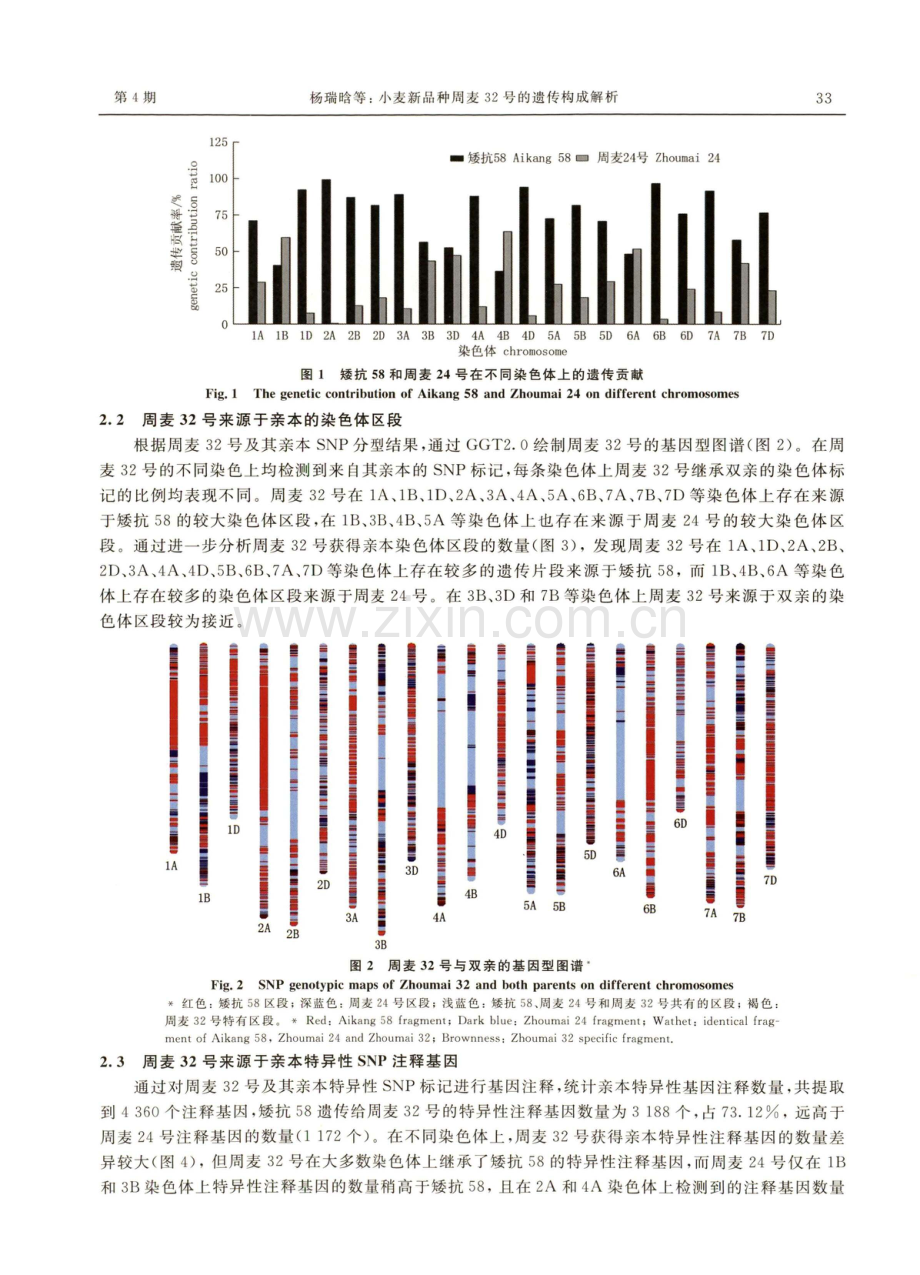 小麦新品种周麦32号的遗传构成解析.pdf_第3页