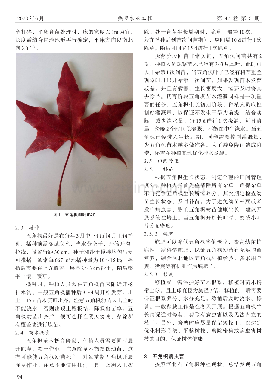 五角枫种植技术要点.pdf_第2页