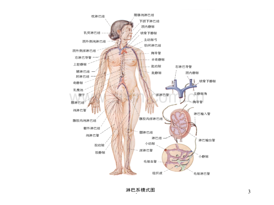 第九章-面颈部淋巴结和淋巴管.ppt_第3页