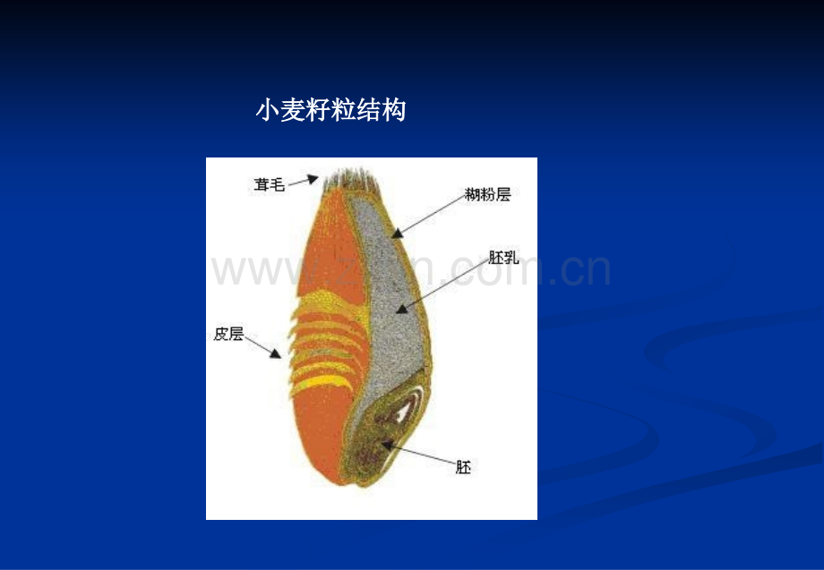 小麦不完善粒检验培训资料.ppt_第2页