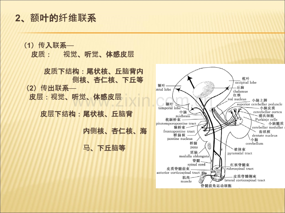 大脑额叶的功能ppt课件.ppt_第3页