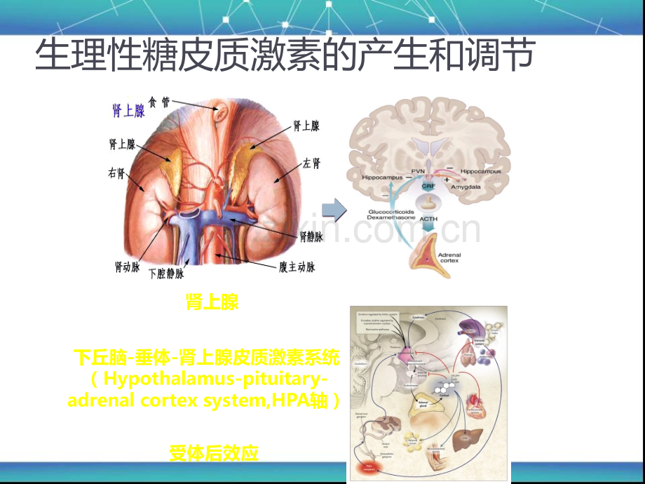 耳鼻喉科IMppt课件.pptx_第3页