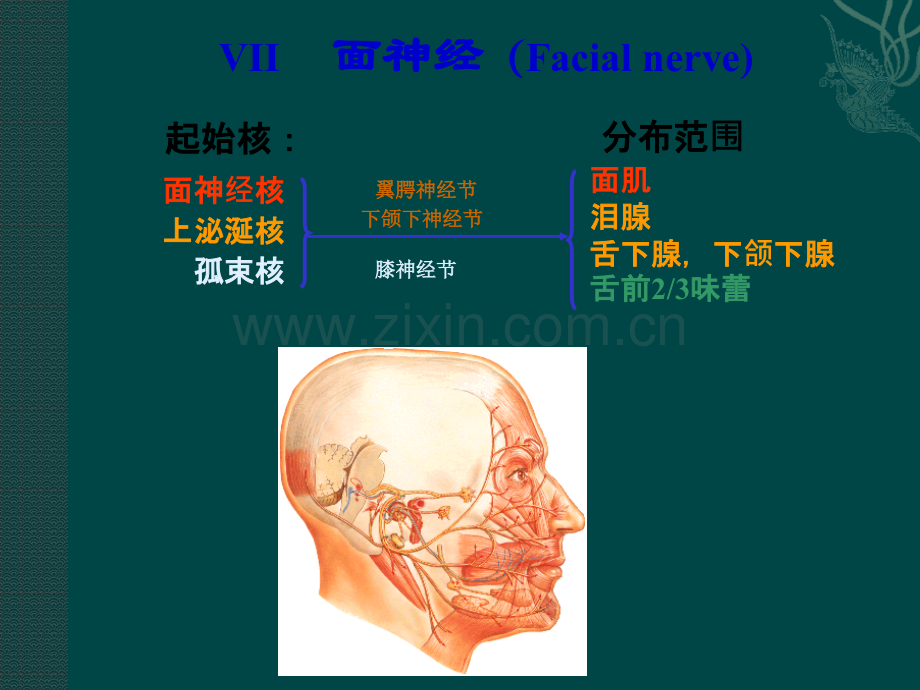 面神经解剖ppt课件.pptx_第1页