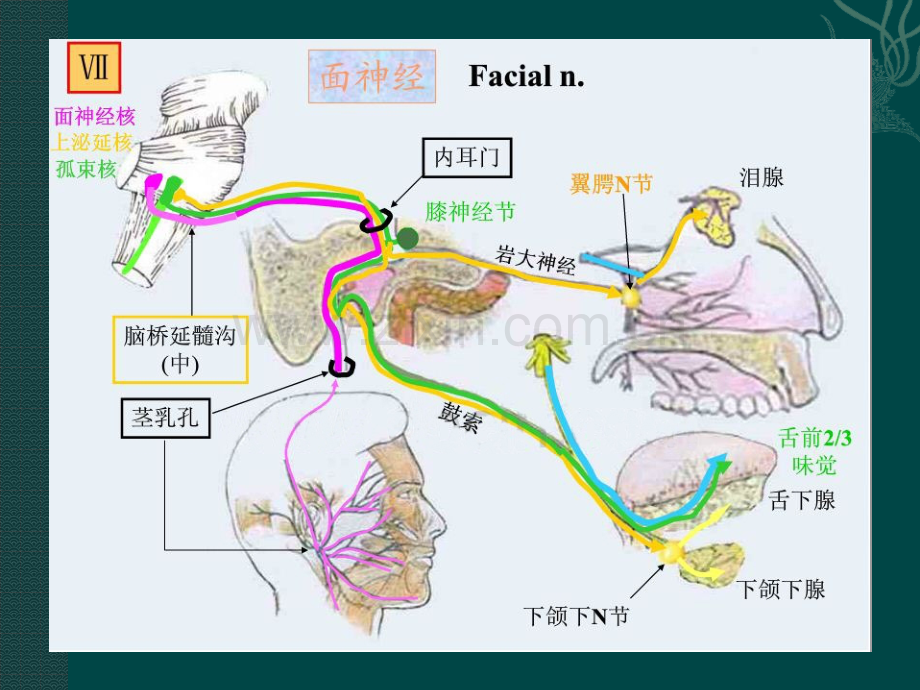 面神经解剖ppt课件.pptx_第3页