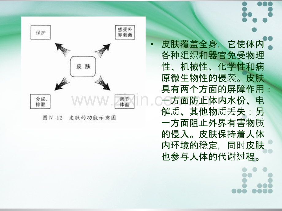 植皮术(1).ppt_第3页