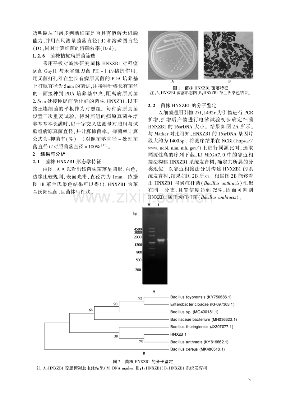 香棕根际土一株拮抗病原真菌细菌的分离鉴定及生物学性质研究.pdf_第3页