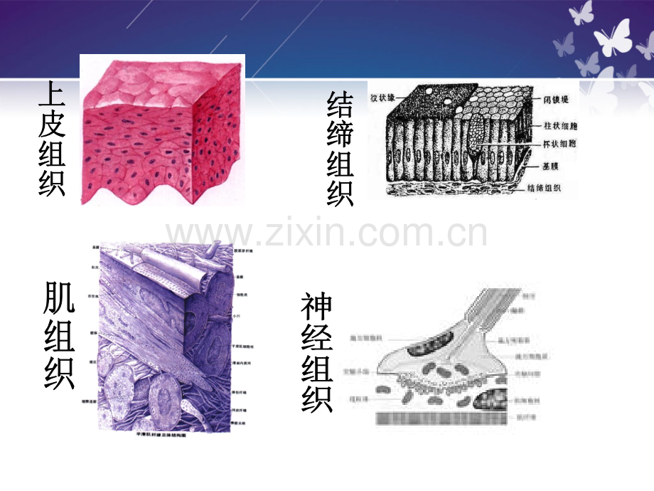 保健按摩师培训解剖基础ppt课件.ppt_第3页