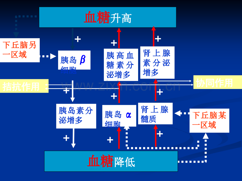 胰岛素和胰高血糖素的关系.ppt_第2页