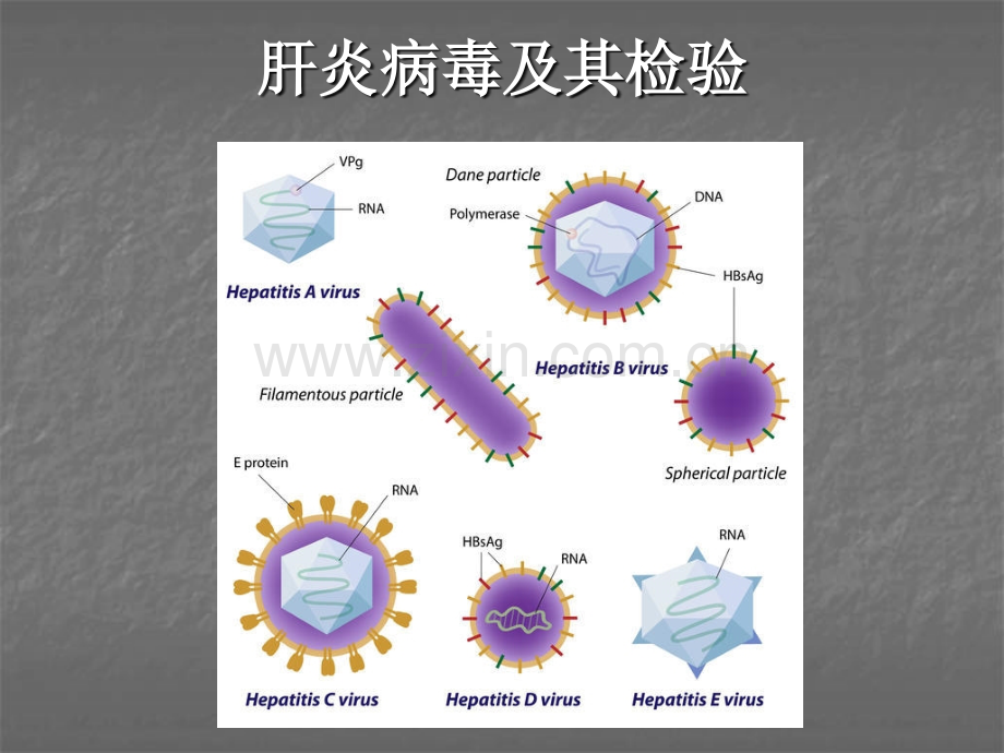 肝炎病毒及其检验ppt课件.ppt_第1页