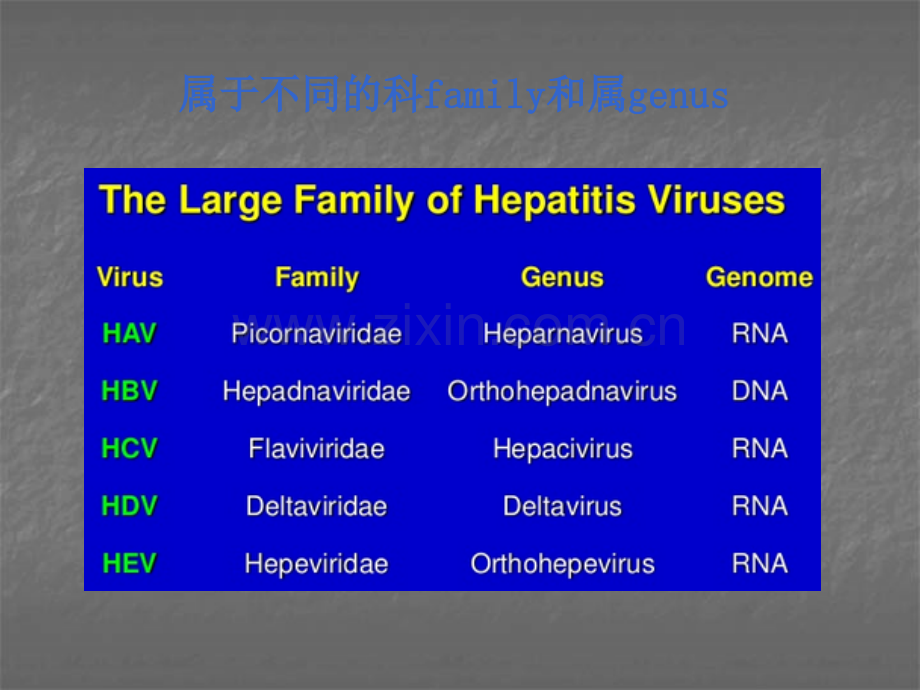 肝炎病毒及其检验ppt课件.ppt_第3页