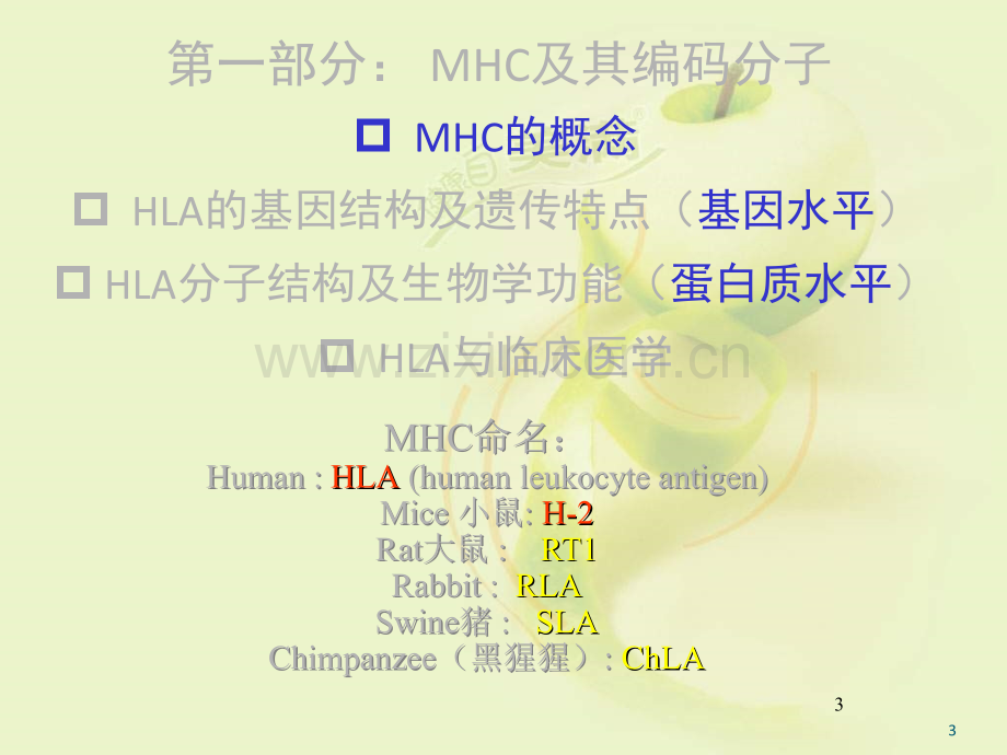 MHC移植免疫ppt课件.ppt_第3页