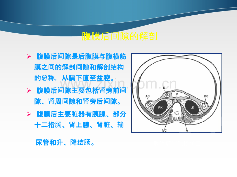 腹膜后间隙病变的影像诊断-锋版ppt课件.ppt_第2页