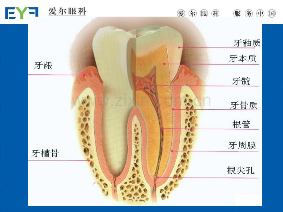 牙科基础知识培训.ppt_第3页