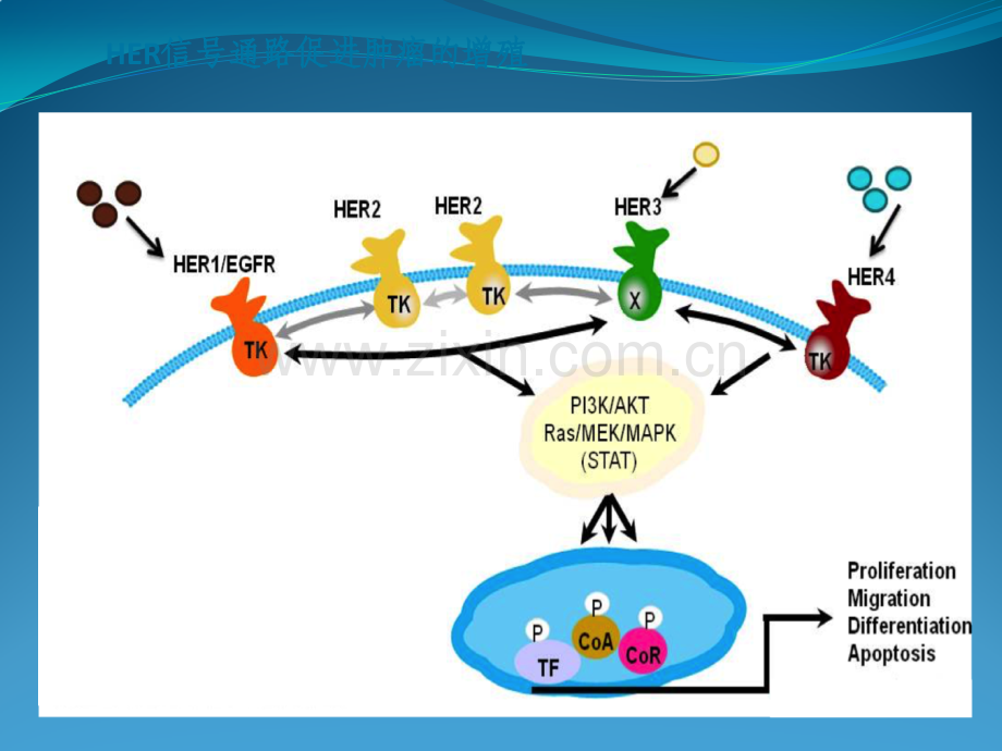 乳腺癌抗HER耐药新机制及对策ppt课件.pptx_第3页