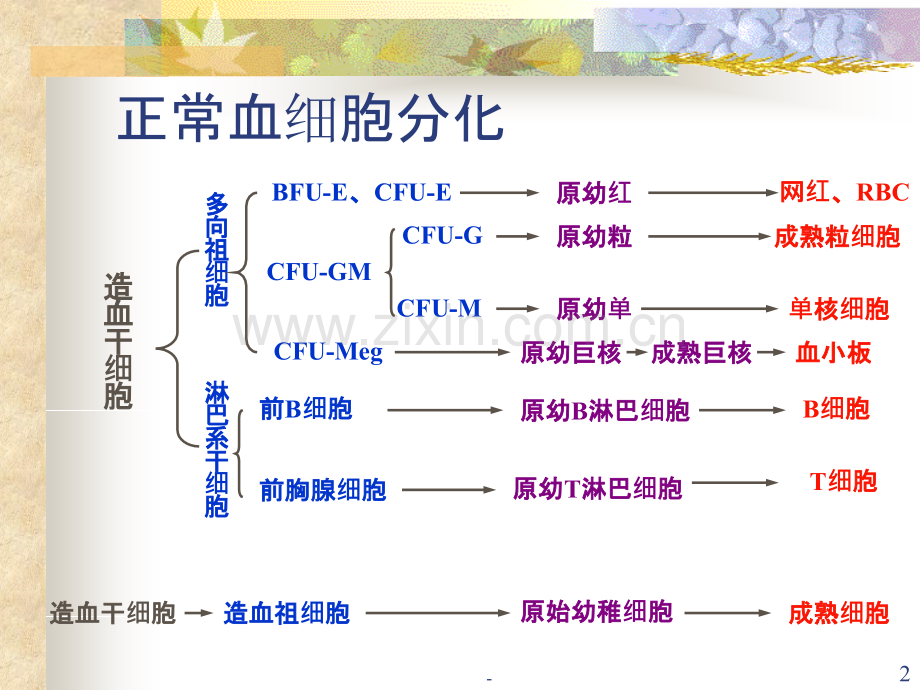 白血病PPT课件.ppt_第2页