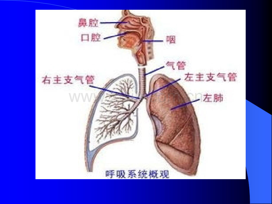 小儿呼吸系统解剖.ppt_第3页