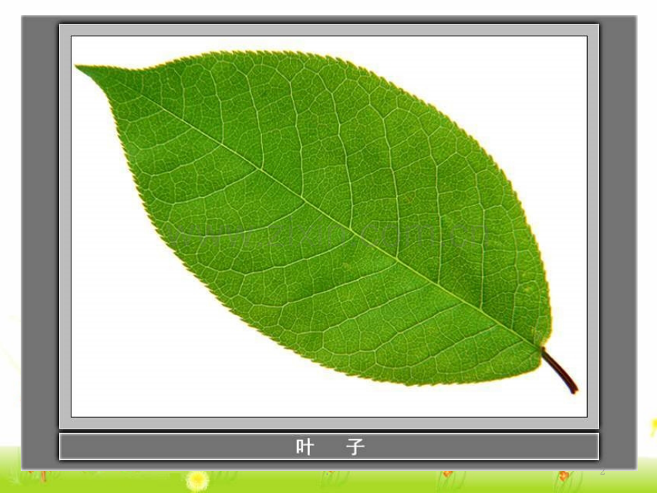 《10-植物的叶(一)》1PPT课件.ppt_第2页