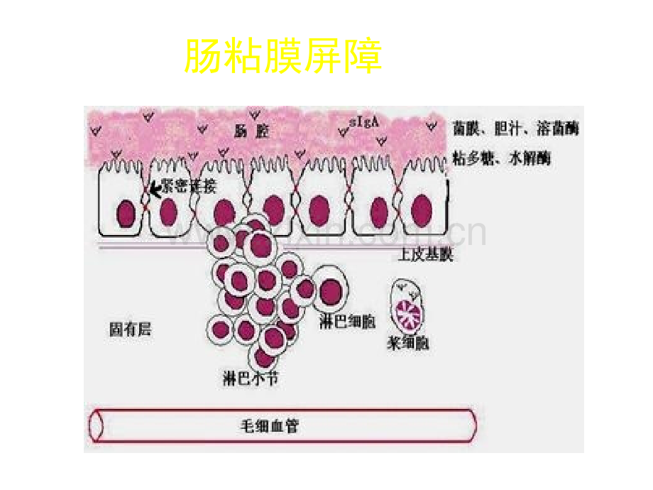 丁酸梭菌治疗炎症性肠病ppt课件.ppt_第3页