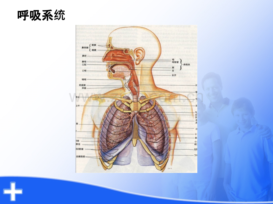 呼吸衰竭的护理ppt课件.pptx_第2页