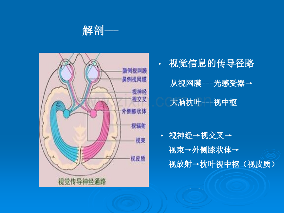 视神经肿瘤影像学表现及鉴别ppt课件.pptx_第3页