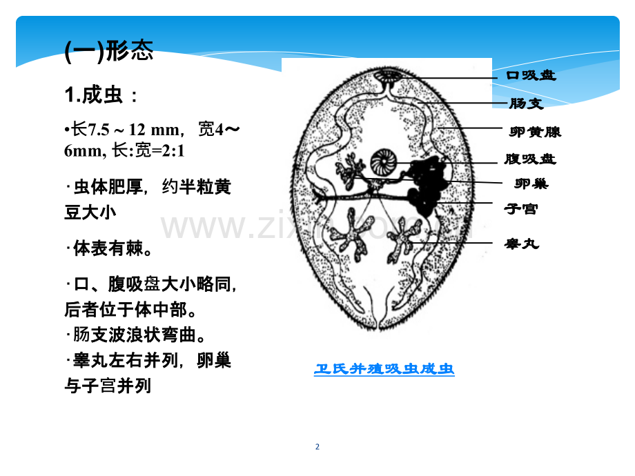 肺吸虫ppt课件.ppt_第2页