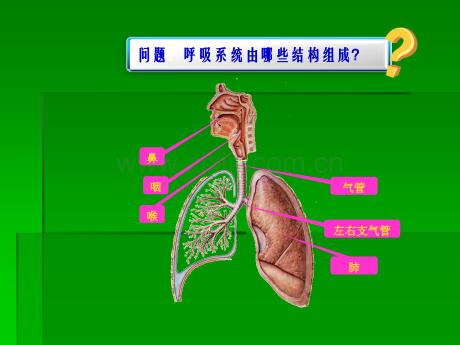 儿童呼吸系统的结构功能及发育ppt课件.ppt_第2页