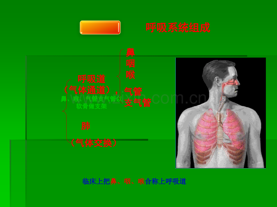 儿童呼吸系统的结构功能及发育ppt课件.ppt_第3页