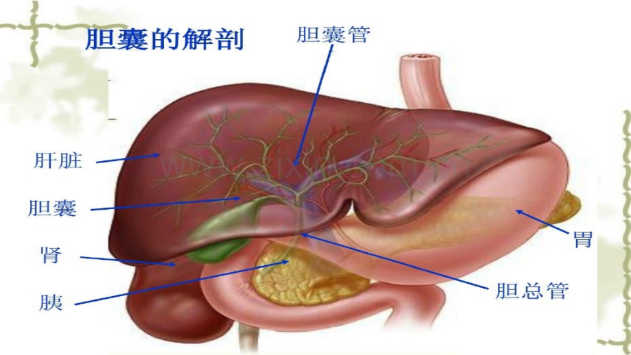 腹腔镜胆囊切除术的护理ppt课件.ppt_第3页