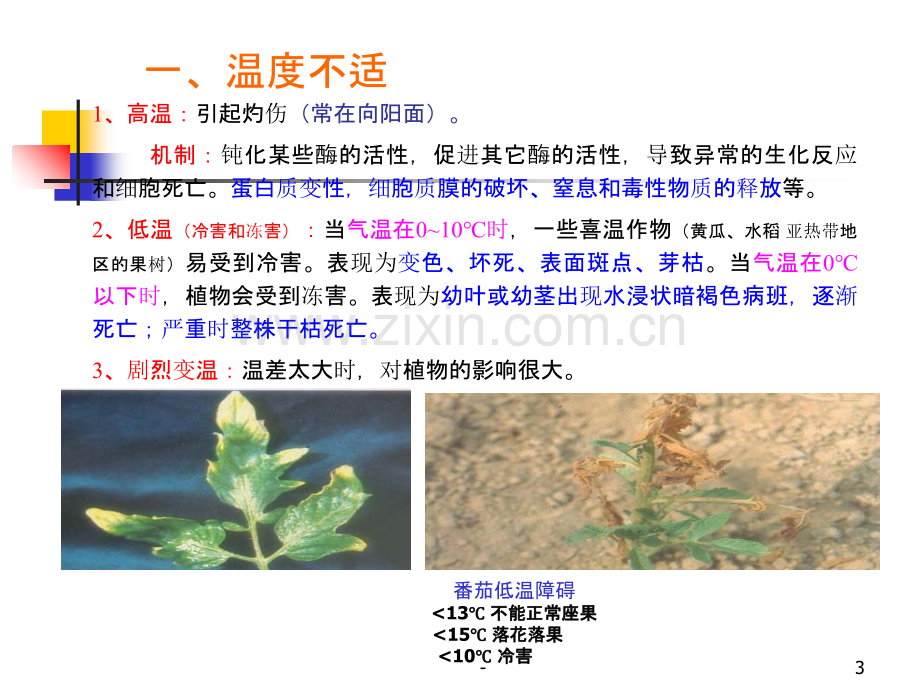 第七章-非侵染性病害PPT课件.ppt_第3页