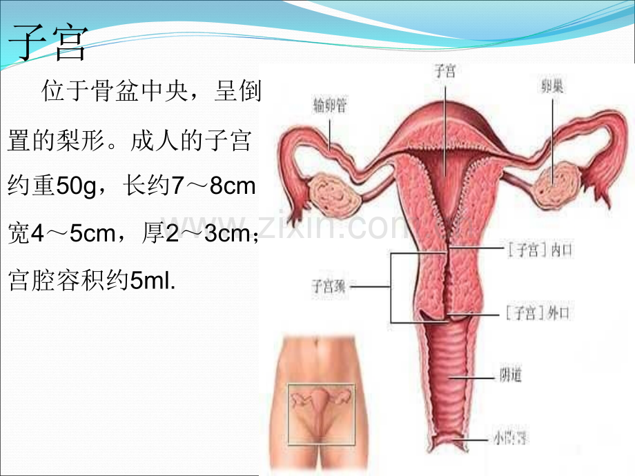 子宫肌瘤健康教育.ppt_第3页